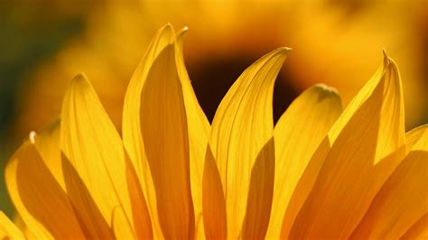On a computer it is usually for the desktop, … Sunflower petals-Windows Theme Wallpaper Preview