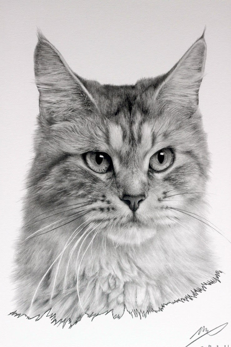 Cat Drawing by sharppower on DeviantArt