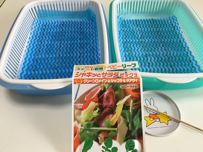 ベビーリーフ簡易水耕栽培 種まきしてみました いつでもレタス