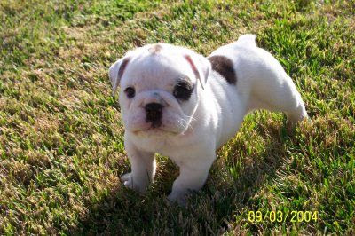 English Bulldog puppy