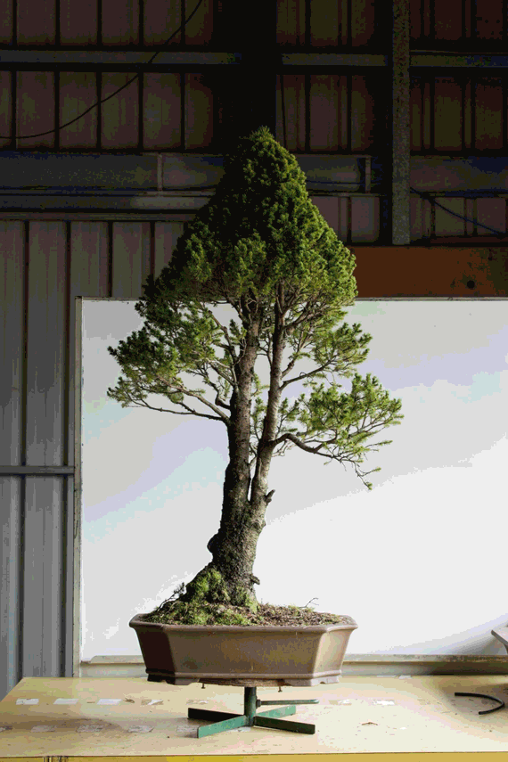 Picea Albertiana Conica Timelapse Ausbonsai