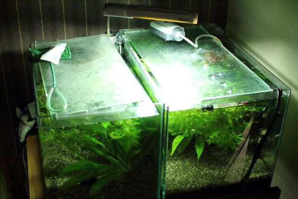 コリドラス飼育では照明は暗めが良い 気楽にコリドラス