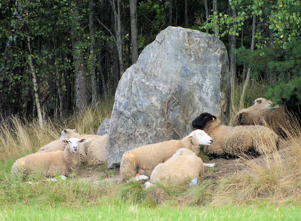 A lazy day at the pasture