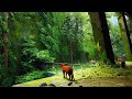 Stray Cat Ray tracing Full Game Part 1 Cat adventure
