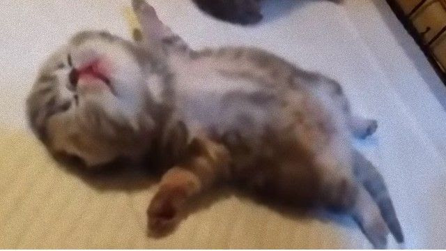 すやぴ がかわいいんだってばぁ ふわふわ子猫が寝ています マランダー