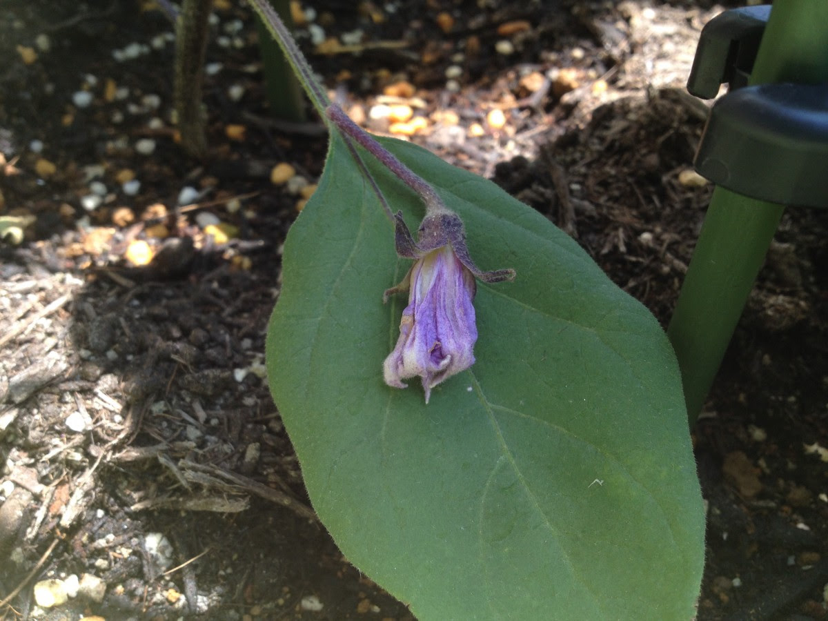 家庭菜園はじめました Blog Archive ナスの花が落ちる理由 プランター栽培は謎ばかり