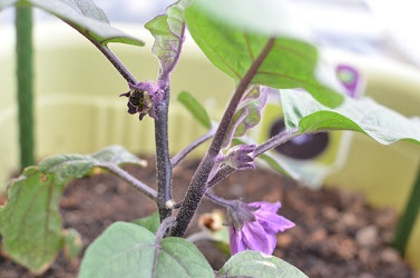 なすの花 肥料不足 北海道のベランダ菜園 ままちむの畑