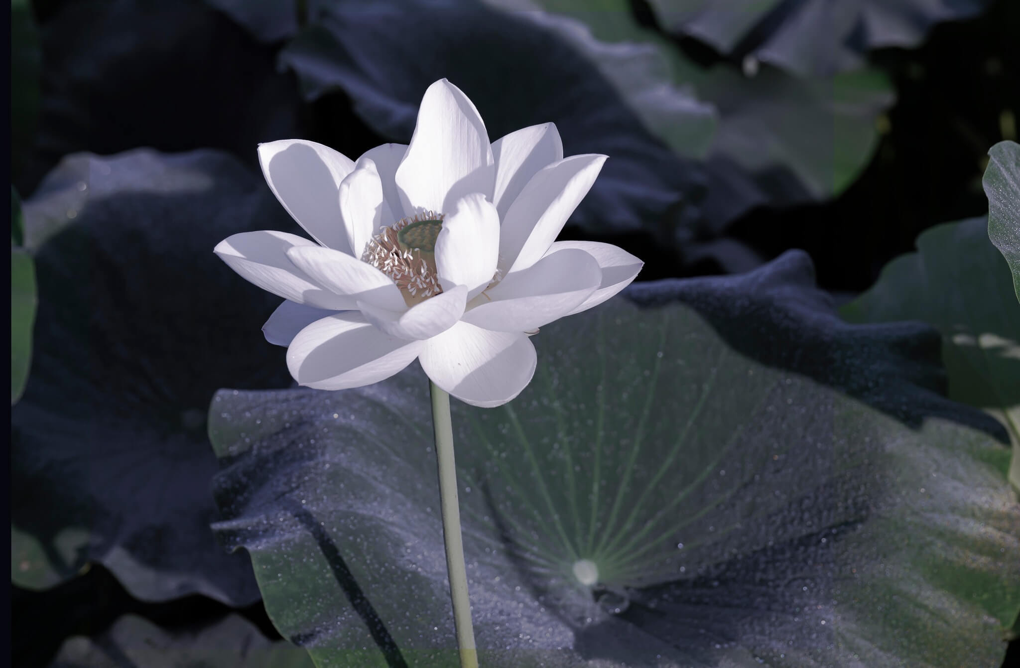 白い蓮花