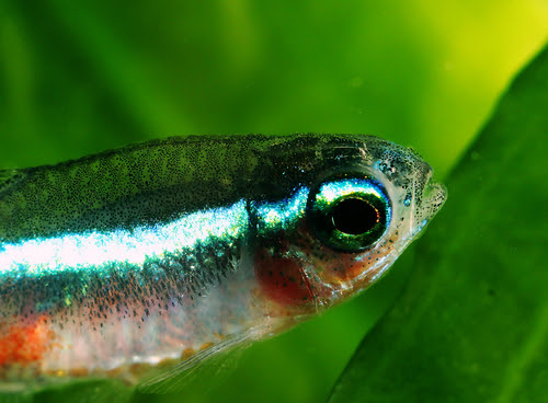 ネオンテトラが口をパクパクさせる 原因や対策法は 熱帯魚 淡水魚 海水魚の図鑑