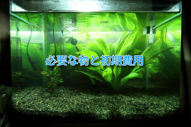 1kの１人暮らしで熱帯魚を飼育するのに必要なものと初期費用 気楽にコリドラス