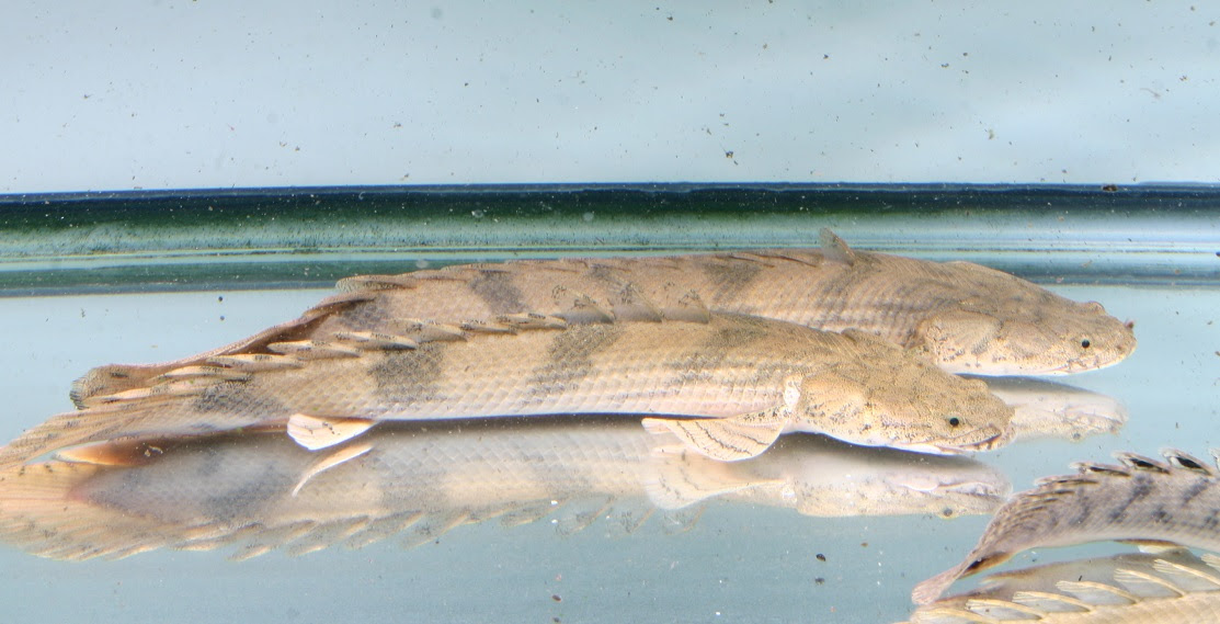 ポリプテルスの顎 アゴ の仕組み 熱帯魚 アクアリウム情報マガジン