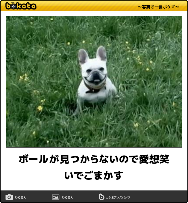閲覧注意 即 笑える 犬まとめbokete 笑いたい人は必見 犬の総合情報サイト ペットスマイルニュースforワンちゃん