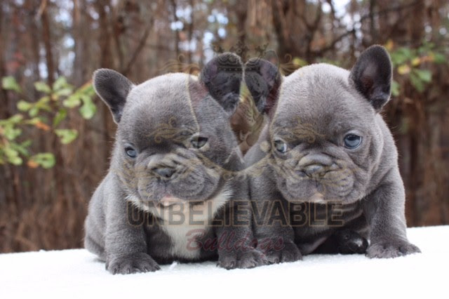 57 Top Photos French Bulldog Puppies For Sale In Ga / French Bulldog Puppies Petland Mall Of Georgia