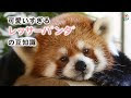 かわいい レッサーパンダ 画像 237100-レッサーパンダ かわいい 画像