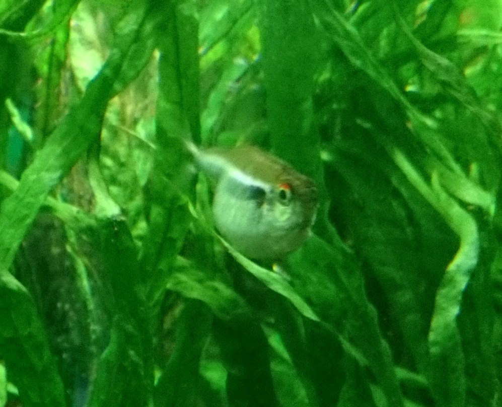 Aqua More まるでフグ ブラックネオンテトラ 繁殖