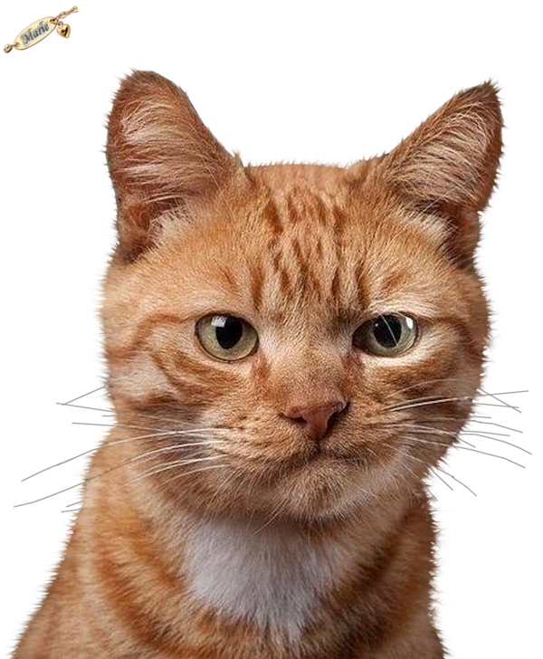 Chat Rigolo