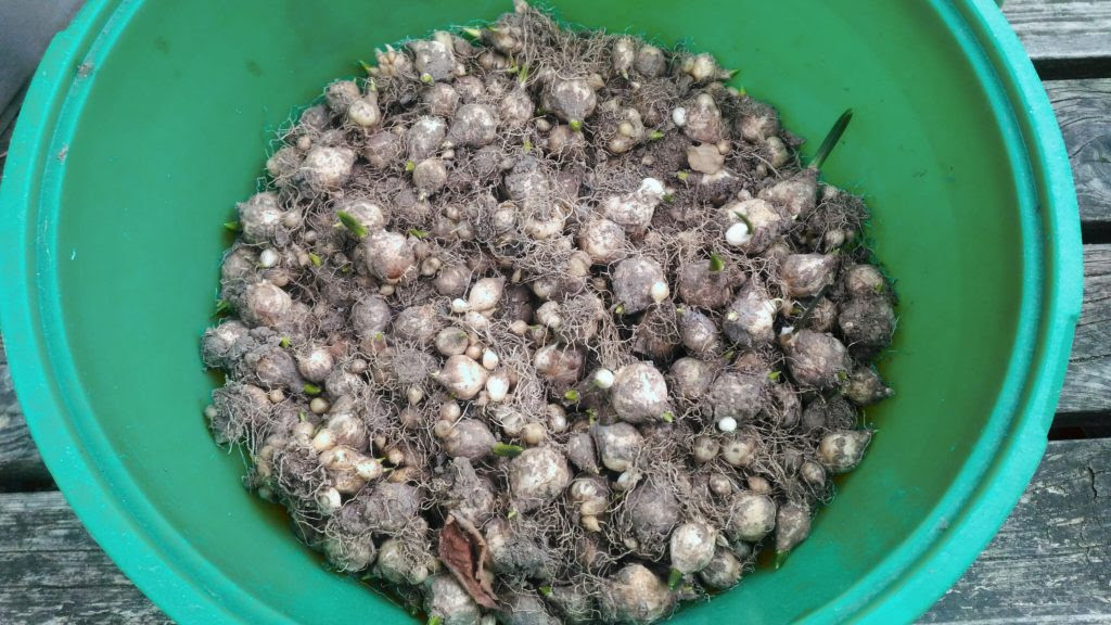 ムスカリ球根 植え付け時期がやってきた 18 冬