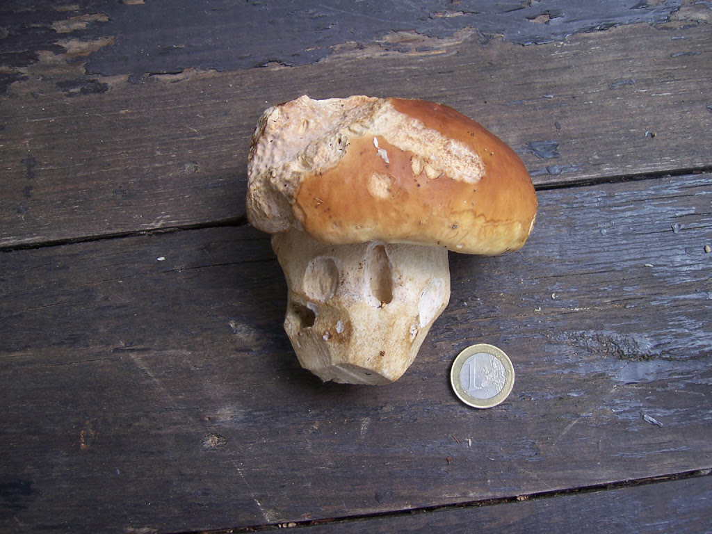 Champignons : Cèpe de Bordeaux