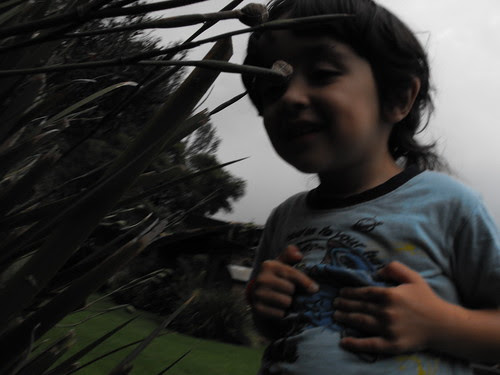 Viendo una araña