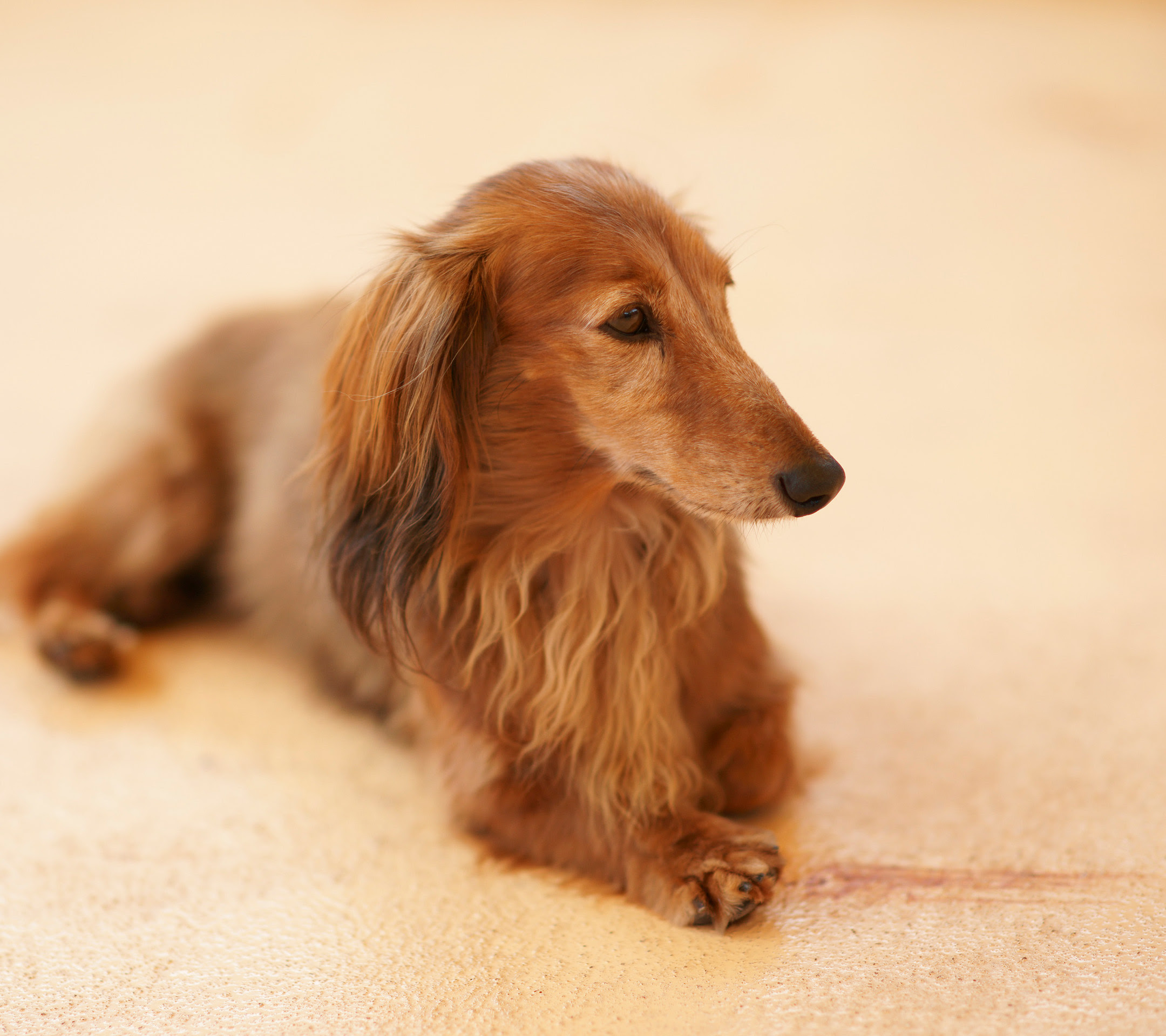 犬 スマホ壁紙ならandroid壁紙タウン