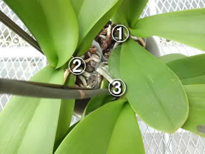 胡蝶蘭の育て方基本のお手入れ 胡蝶蘭専門の生産農園 愛華園芸