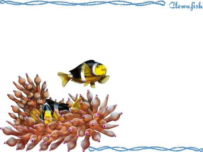 クマノミのポストカードイラスト 挿し絵タイプ