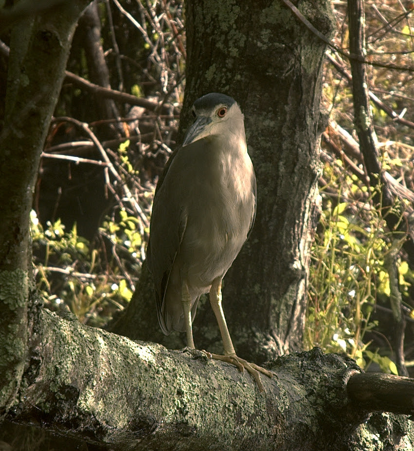 Black-crowned Night-Heron
