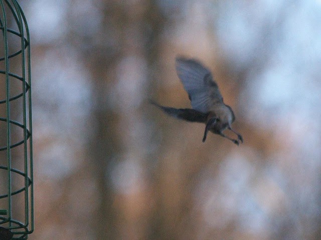 DSC_5271