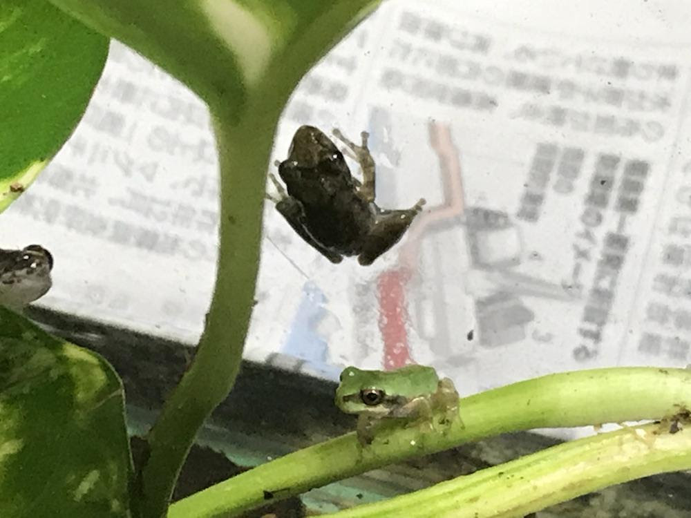 モチベーションちょい回復 保護したアマガエル以外にももう一匹を確認 あとは オタマのまま大きくなれなかったものを育成中 写真は カジカとともに飼育される保護個体 アクアルバム