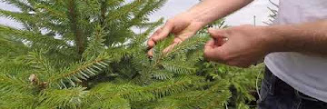 Serbian Spruce Vs Norway Spruce Download Youtube Mp3 and Mp4