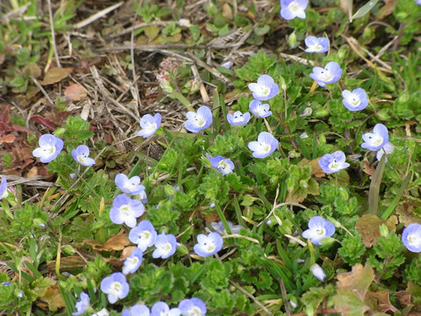 桜草数寄 Sakuraso House オオイヌノフグリとは