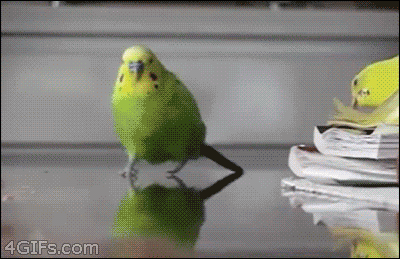 dumbosandcaterpillars:

learning2swim:

Why is this the funniest thing I’ve ever seen in my life

This is probably how the extinction of the dinosaurs happened.
