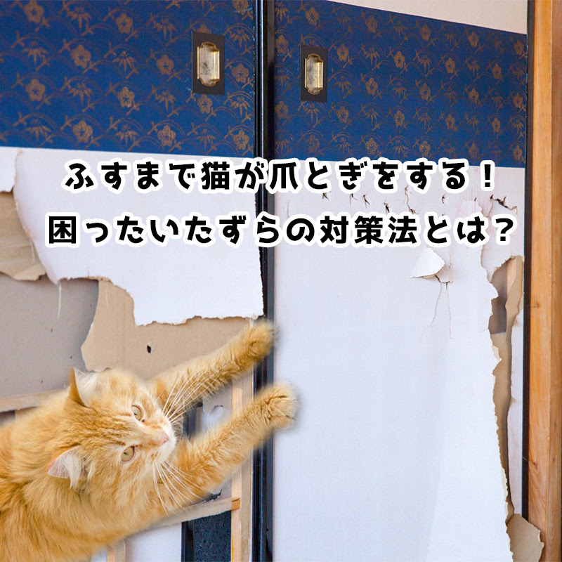 ふすまで猫が爪とぎをする 困ったいたずらの対策法とは