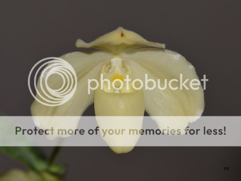  photo Paphiopedilumgodefroyaevaralba-01.jpg