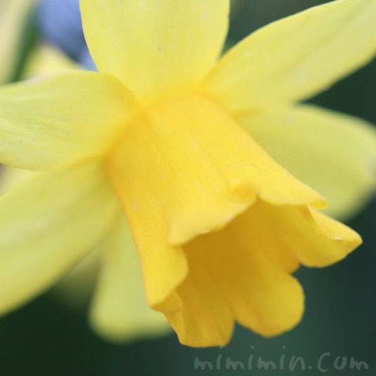 黄色のラッパスイセン 水仙 花の写真 花言葉 みみみんブログ