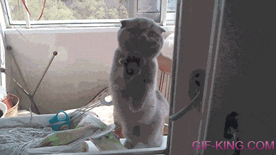 Funny Fail Cat Funny Animal Images Gif King Com