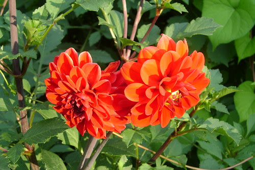 DSC00321