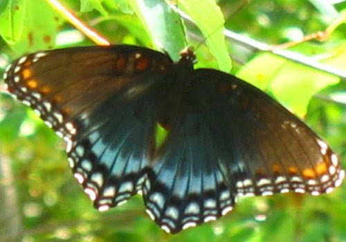 resize nat note last seas butterfly