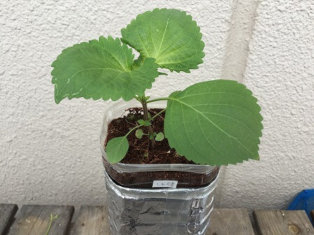 シソ しそ大葉 栽培方法2 家庭菜園 簡単
