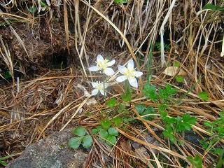 夏の高山植物 西吾妻山 ２０１４年７月１日 ２日 ８月５日 岩場に咲くコイワカガミ 百名山の吾妻山は一つの山を指しているのではない 山形県から福島県の県境にまたがる広大な 山塊群の総称である この山群には西吾妻山をはじめ東大顚 烏帽子山