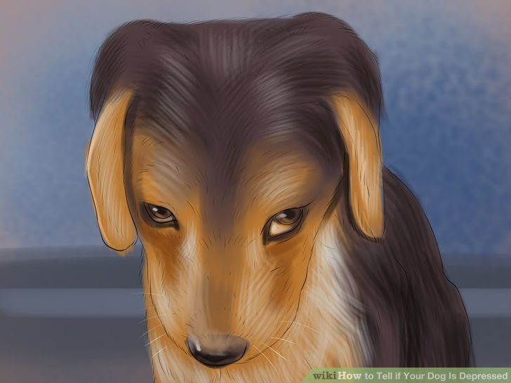 Tell if Your Dog Is Depressed Step 9 Version 2.jpg