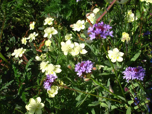 Platystemon californicus + Verbena lilacina