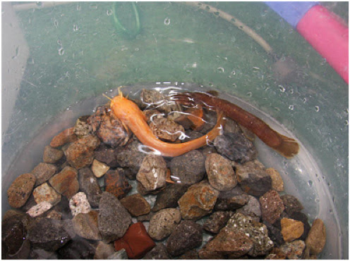 なま ず 金色アカザ なま ず なま ず 熱帯魚のことなら みずものコム