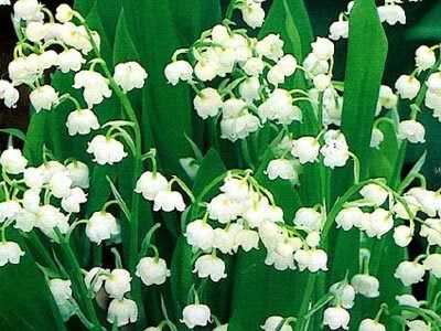 gemini emeralds lily valley. reply