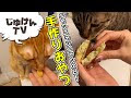 猫 手作りおやつ 147386-猫 手作りおやつ ささみ