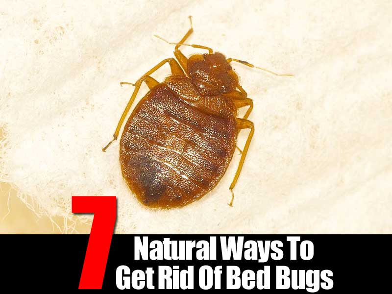 7 Natural Ways To Get Rid Of Bed Bugs