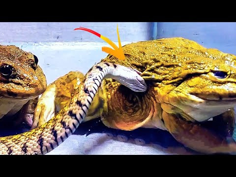 Wow!! Asian Bullfrog Eating By Big Snake! Warning Live Feeding
