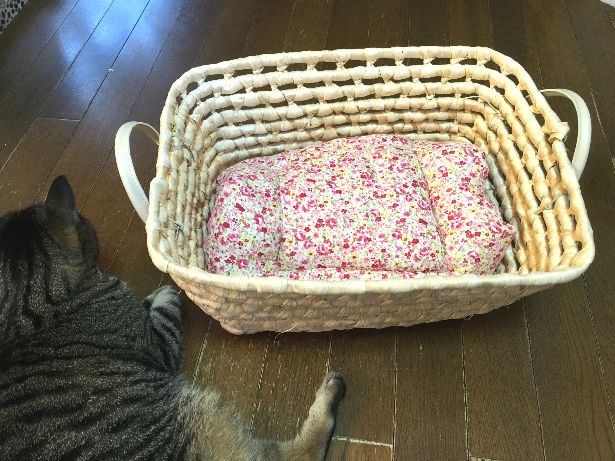 夏の猫ベッドに一工夫 快適な素材や理想の置き場所とは