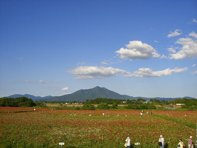 茨城県下妻市 小貝川ふれあい公園のポピー 旅行記とか