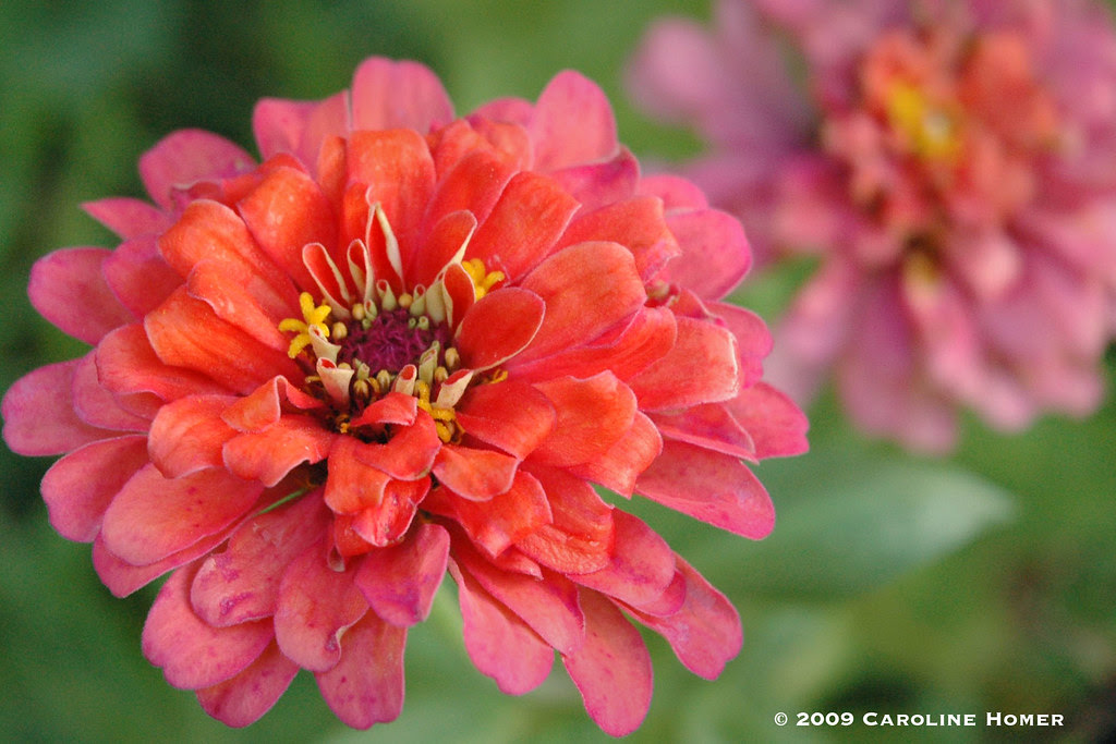 Zinnias